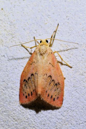 Réf. 334 742 : Miltochrista miniata